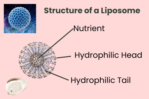 structure of a liposome
